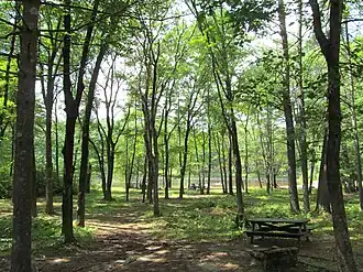 Woodland