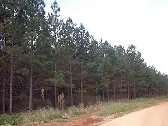 Pechey State Forest, 2014