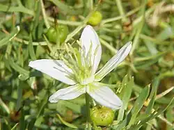 Peganum harmala contains monoamine oxidase-inhibiting β-carboline alkaloids