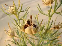 In this Peganum harmala, the ovary of a fruit has split into valves.