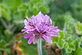 (Pelargonium capitatum)