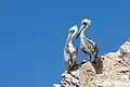 Peruvian pelicans in the Ballestas Islands, Peru