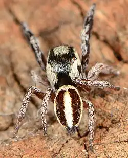 female