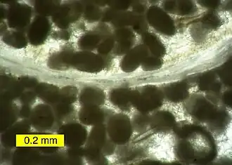 Carboniferous peloids
