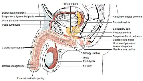 Diagram which depicts the membranous urethra and the spongy urethra of a male
