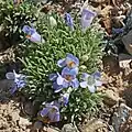 Flowers of Penstemon acaulis