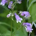 Flowers of Penstemon calycosus