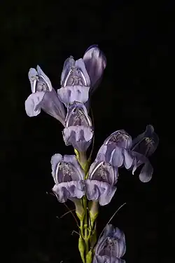An inflorescence with funnel shaped light purple flowers opening to a distinctly two lipped mouth, the lower three lobes bent backwards and the upper two projecting forwards slightly. Inside the floral tube the four stamens rest against the upper side of the flower.