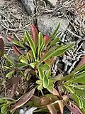 Basal leaves