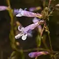 Flowers of Penstemon grinnellii