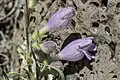 Flowers of Penstemon jamesii