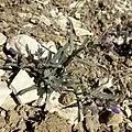 Flower buds of Penstemon miser