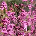 Flowers of Penstemon parryi