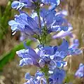 Flowers of Penstemon payettensis