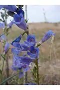 Flowers of Penstemon perpulcher