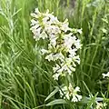 Flowers of Penstemon pratensis