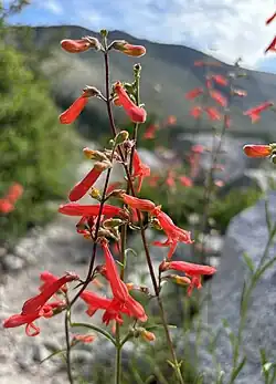 Several stems with red, tubular flowers facing downwards, the uppermost not yet open, against an out of focus mountainside in the background and gray rocks close by.