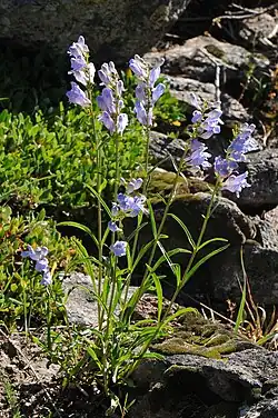 A Rocky Mountain penstemon growing from a rocky slope with five tall and two shorter flowering stems covered in many pale purple tubular flowers. Lower down the stems have paired, narrow leaves.