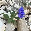 Flowers of Penstemon subglaber