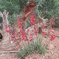 A group of utah penstemons with in front of a dead, twisted trunk of a tree. Each plant with several stems of bright red flowers. On each stem the many bugle shaped flowers largely face to the left.