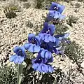 Flowers of Penstemon wardii