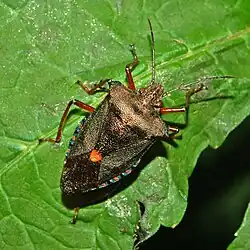 Adult
