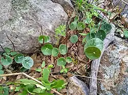 Peperomia bracteata