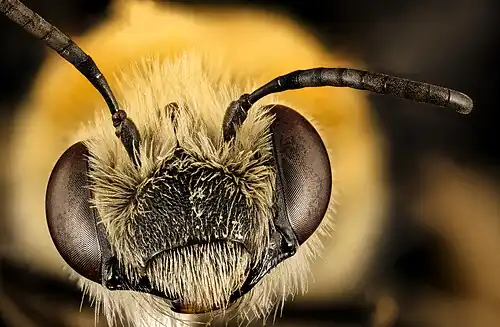 head, female