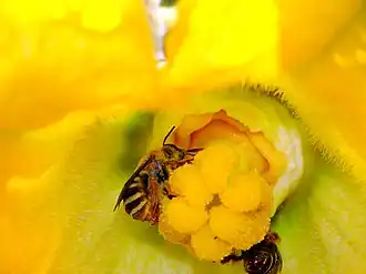 Bee pollinating female Cucurbita flower