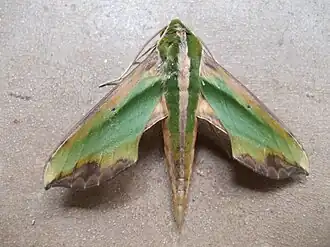 Leaf-shaped moth (Pergesa acteus)