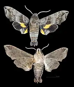Perigonia ilus