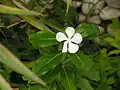 white periwinkle