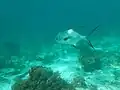 A wild permit off the coast of Belize