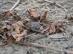 Brown and white long-tailed rat