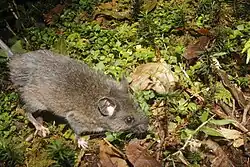 Gray mouse