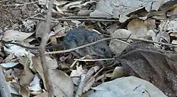 Gray mouse