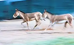 onager