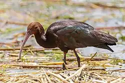 Puna ibis at Lake Titicaca