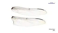 Male wings