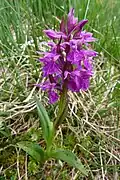 Dactylorhiza traunsteineri. Habitus