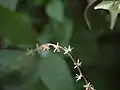 "flowers"