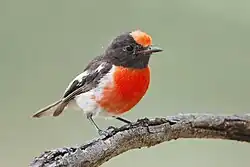 A small bird with black head and upperparts and a red cap and breast perched on a stick against a sky background