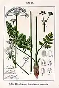 Image from Deutschlands Flora in Abbildungen, 1796