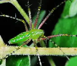 female