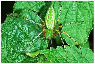 female