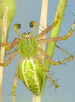 juvenile male