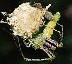 female with egg sac