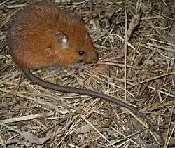 Brown rat