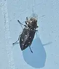Phaenops fulvoguttata, Maine