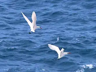 Red-tailed tropicbirds circling courtship